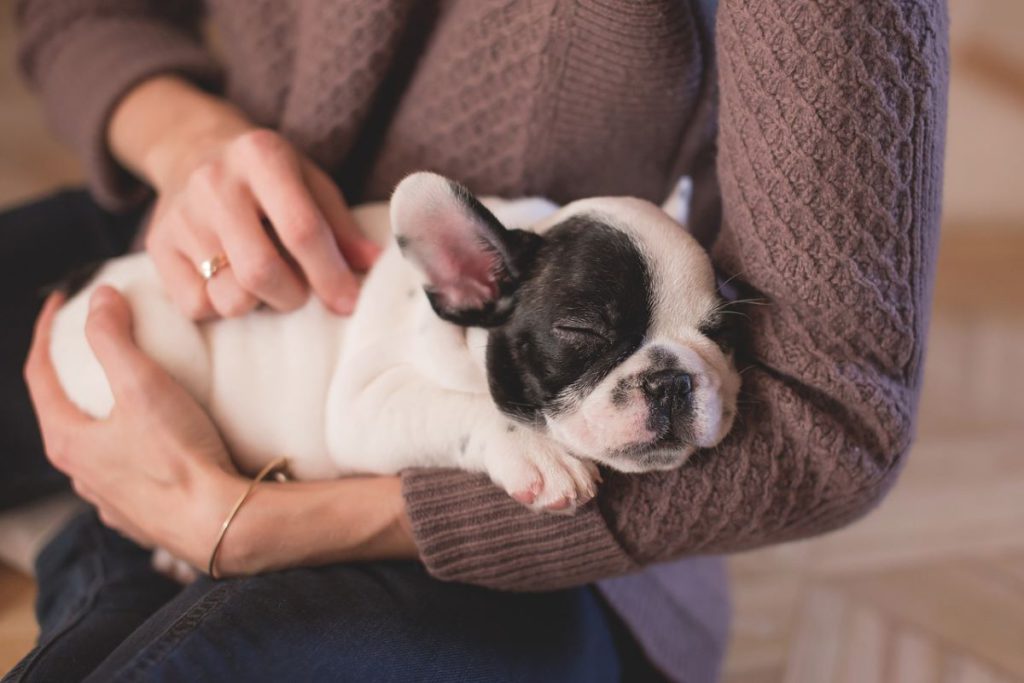 Tips For Puppy Health And Happiness